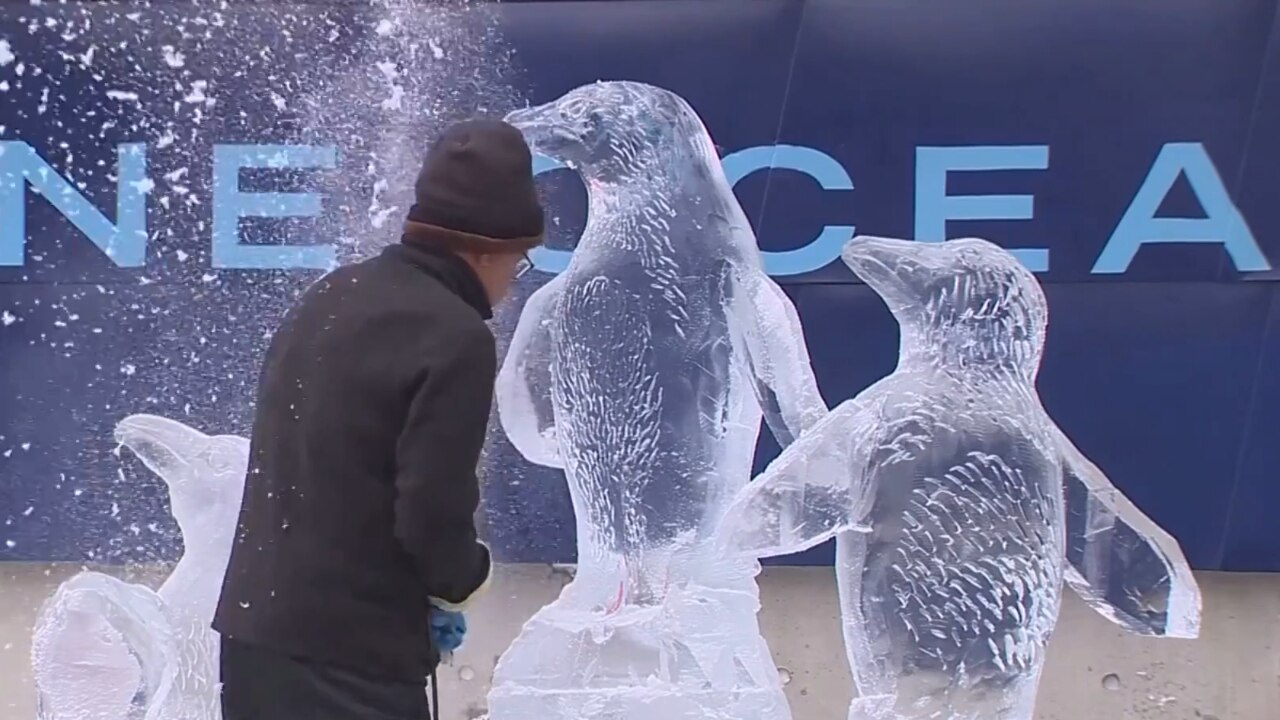 African penguin ice sculpture on display in Boston