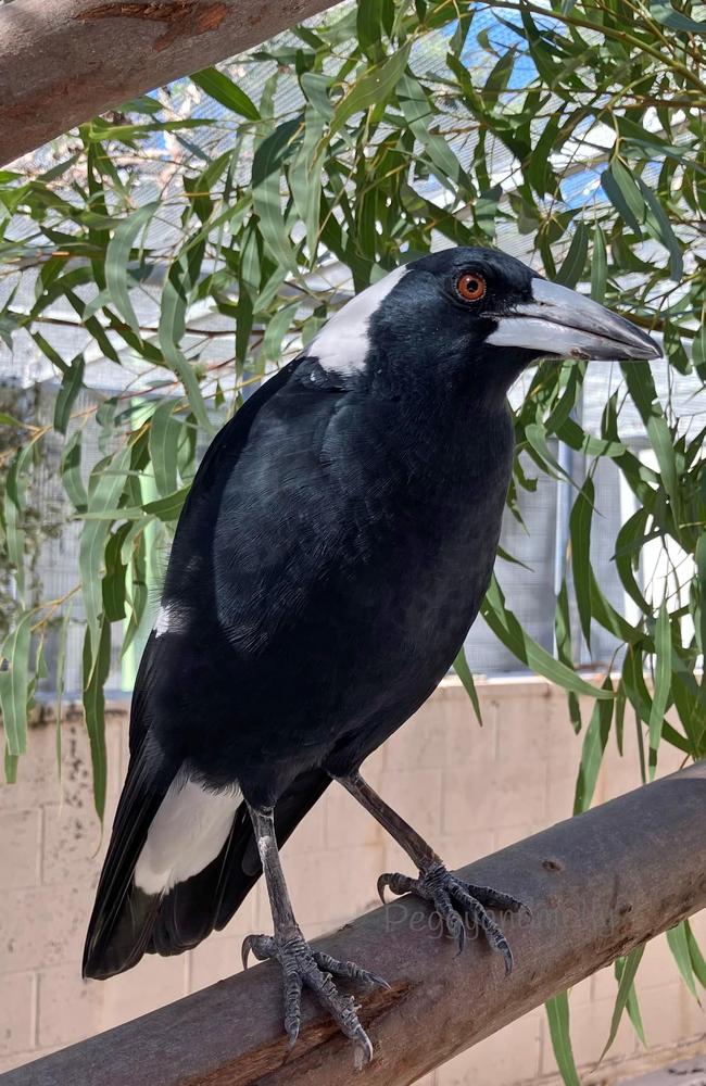 Juliette Wells and Reece Mortensen share photo of Molly the Magpie after he was surrendered to DESI