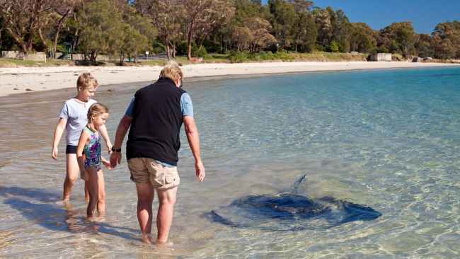 <h2>7. Stingrays and eagle rays: Boat Harbour Beach, Bendalong, NSW</h2><p>The beaches of Bendalong are worthy attractions in their own right &ndash; backed by cute beach shacks and a barefoot holiday park &ndash; but wade into the shallows of <a href="https://www.visitnsw.com/destinations/south-coast/jervis-bay-and-shoalhaven/lake-conjola/attractions/boat-harbour-beach" target="_blank" rel="noopener">Boat Harbour Beach</a> and you may find yourself in the company of curious smooth and bullnose rays. It&rsquo;s thought they started visiting the beach to feed on scraps being thrown in by people fishing but please don&rsquo;t feed them. Take a kayak or SUP in the clear waters for the best chance of spotting them from a safe distance.&nbsp;</p><p>Picture: <a href="https://www.holidayhaven.com.au/bendalong/" target="_blank" rel="noopener">Holiday Haven Bendalong</a></p>