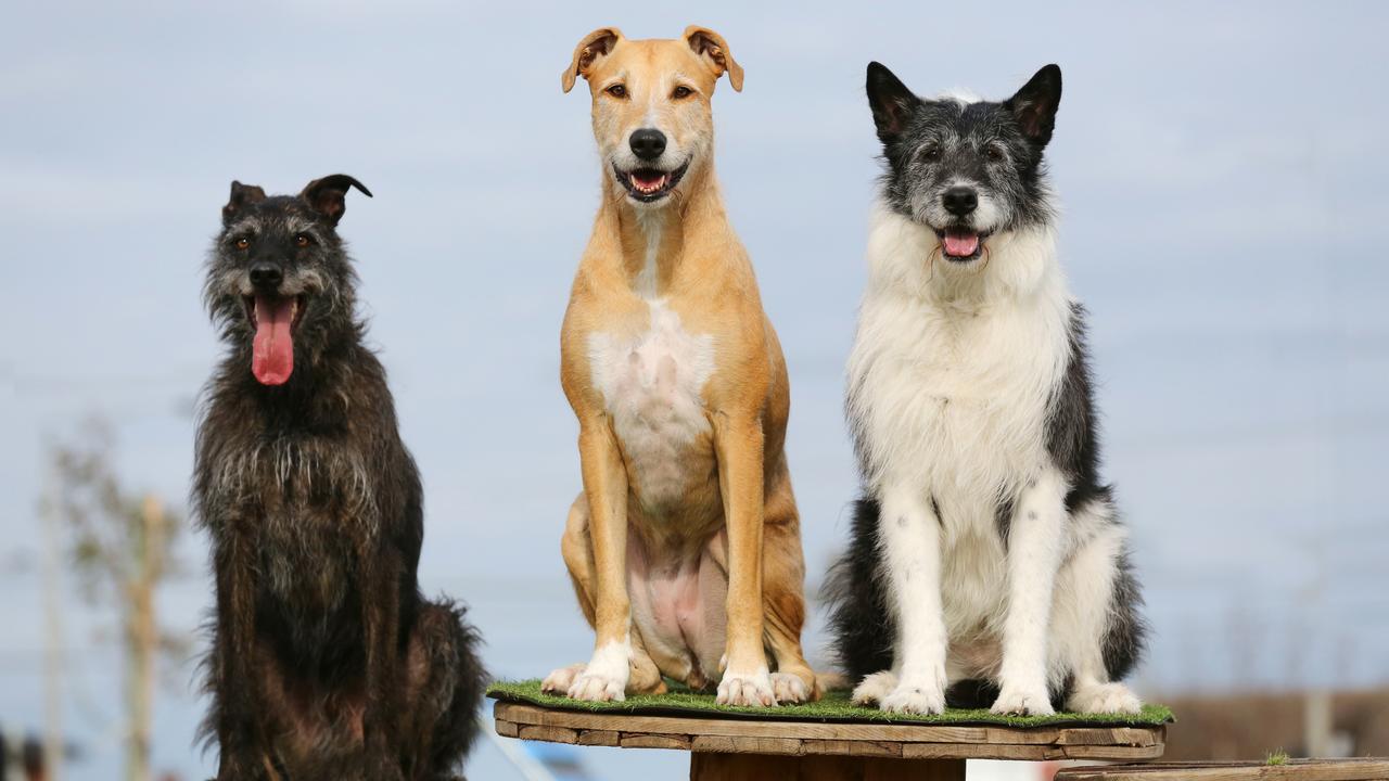 Three of the wags from the Victorian Dog Rescue 2020 calendar: Clyde, Indi and Ellie — victoriandogrescue.org.au — Picture: Manuela Cifra