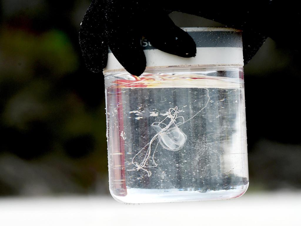 An Irukandji jellyfish caught around 30m metres off the shore of Fraser Island, Queensland.