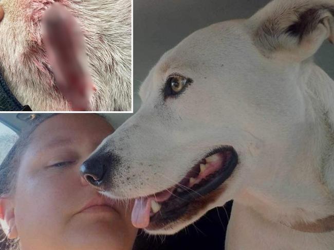 A dog has been put down after a horror attack in the Wide Bay.