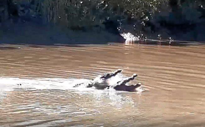 Proserpine River crocs go toe to toe | The Courier Mail