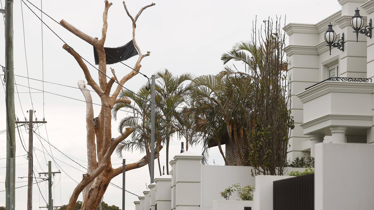 A tree has been poisoned in Queens Rd, Oatley and left residents angry. Picture: Sam Ruttyn