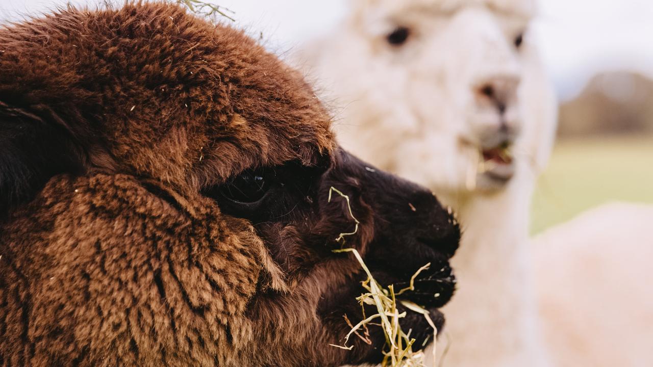 Photos: Blue Gum Rise alpaca farm at Redbank | The Weekly Times