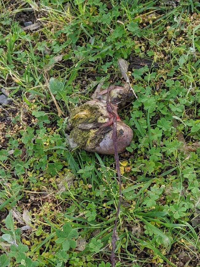 Suspicious meat found at a Woodcroft park in a suspected dog baiting case. Picture: Rachelle Askew