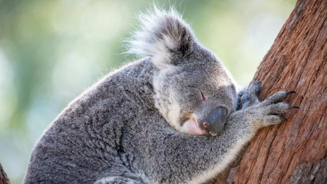 Port Stephens Koala Sanctuary glamping accommodation review: Sleeping ...