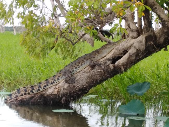 The crocodile spotted up a tree at Corroboree Billabong. Picture:  Jim Churchley