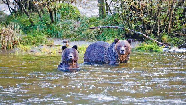 Tom explains that 40 to 60 bears roam the area around the lodge, with many recognised and named. Picture: Vashti Newcomb.