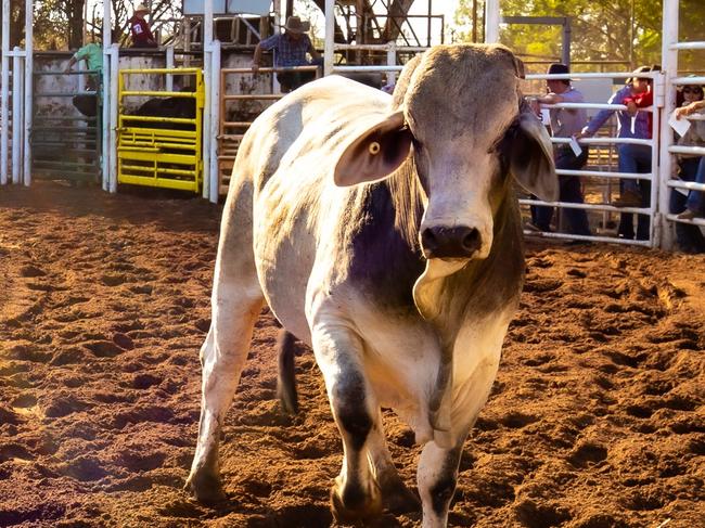 A man and a child were injured when a bull got loose and charged through a crowd at the Kununurra Rodeo on Saturday night. Picture Facebook / Kununurra Campdraft and Rodeo Association