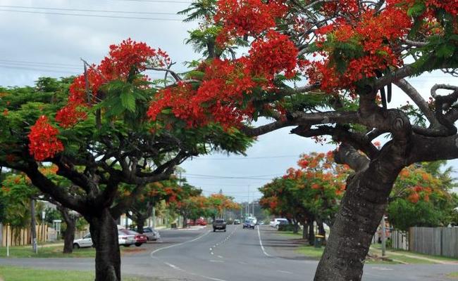 PESKY POINCIANAS: NewsMail columnist Frederick Archer says the Barolin St poincianas can jump out and attack at any time. . Picture: Max Fleet