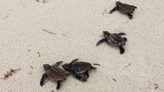 Turtle hatchlings at Bribie Island. Photo: Diane Oxenford