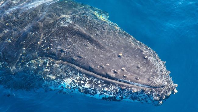 A humpback whale spotted off the coast of Sydney. Picture: Jonas Liebschner/Whale Watching Sydney.