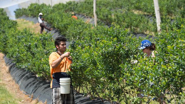 Blueberry pickers at a farm in Middle Boambee.