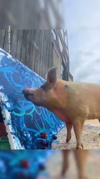 Pig earns nearly $2 million from her art