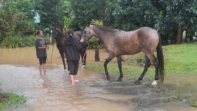 Two horses were rescued along the Brunswick River in Mullumbimby as the water rose after heavy rainfall lashed the North Coast of NSW. Picture Jacqui Porter