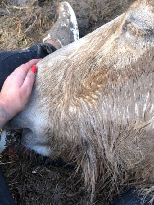 Faye Simpson's horse Thor died after being fed something by a stranger. Picture: Faye Simpson/Facebook