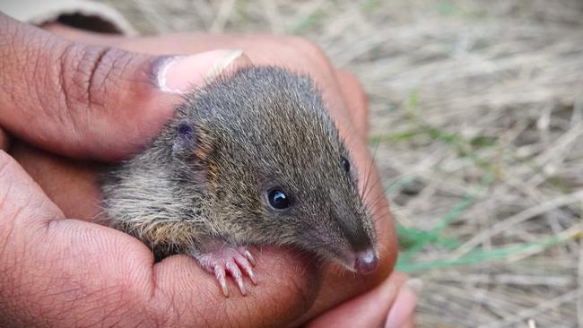 The Swamp Antechinus is a small rare native marsupial. Picture: Supplied/Mark Antos