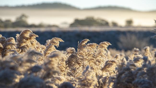 NEWS: Frost. Frosty morning in LancefieldPICTURED: Frost. Frosty morning in LancefieldPicture: Zoe Phillips