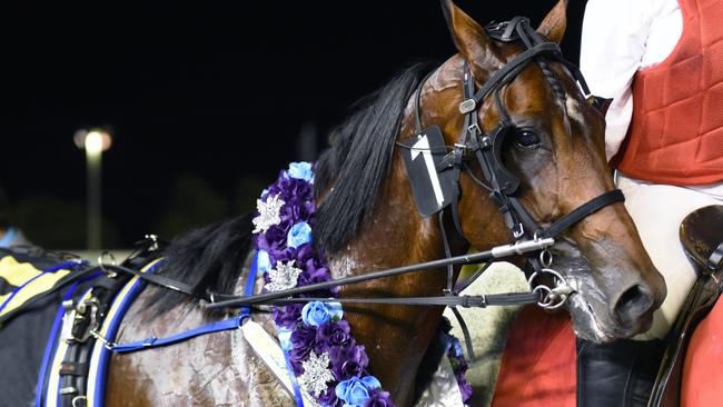 Pacing action from Gloucester Park on Friday 28th November 2015. Lennytheshark post race after victory in the 2nd Inter Dominion Heat at Gloucester Park last night. PICTURE: JODIE HALLOWS / PACEWAY PHOTOGRAPHY.