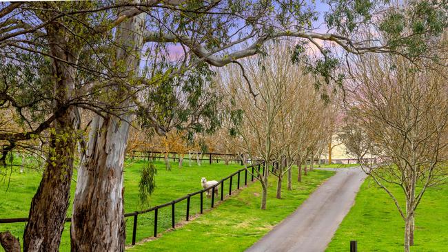 Peace and tranquillity: driveway to the 31ha Mount Barker Springs property.