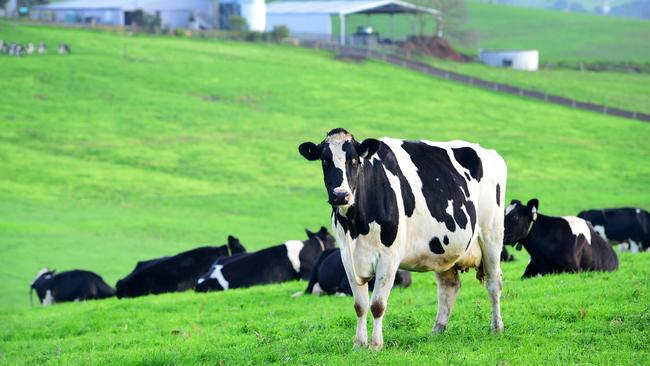 A Victorian dairy farm. Picture: Zoe Phillips