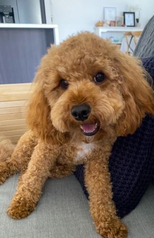 #2 Archie: Callum Gibson's 2 year old cavoodle