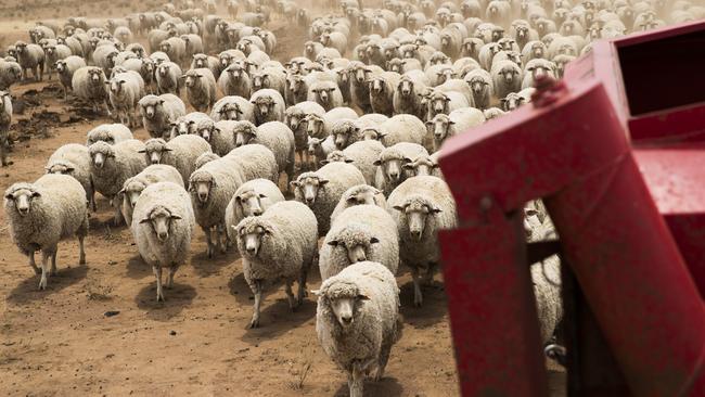 Scott Mudford feeds the flock on his family’s sheep and grain farm. Picture: Dylan Robinson