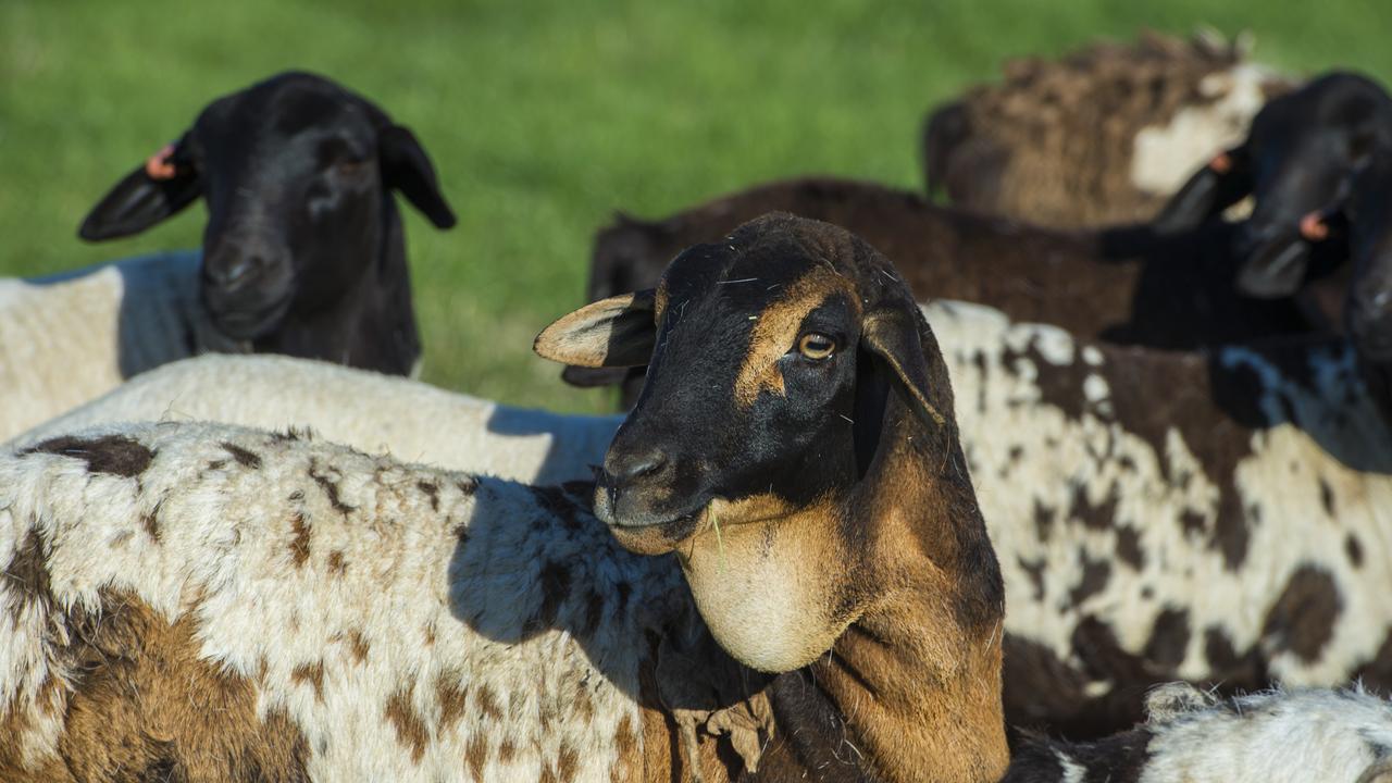 A ewe at Coolibah Persian Sheep Stud. Picture: Zoe Phillips