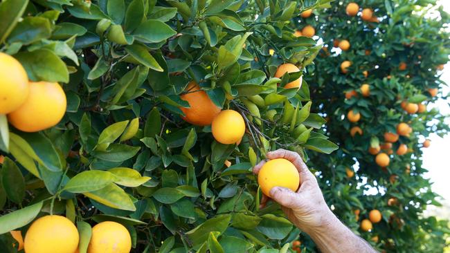 The state government is keen to see a quarantine facility built in Toowoomba. Picture: ANDY ROGERS