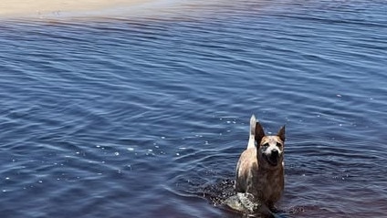 Whitnail enjoying Stumers Creek. Picture: Facebook/Nicole Freeman.