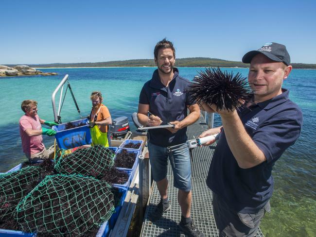 iMAS marine scientist John Keane (with sea urchin) and colleague Scott Ling (beard) with urchin fishermen Cameron Mead (pink shirt) and Stephen Taylor as they bring in their catch at St Helen's Point in Tasmania.