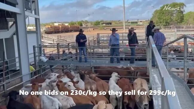 Revealed: Australia’s biggest cattle saleyards ranked | The Courier Mail