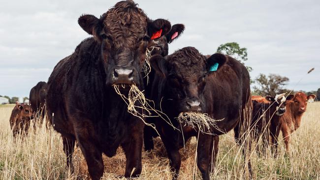The farm runs 70 Limousin cows and 50 commercial crossbred cows.