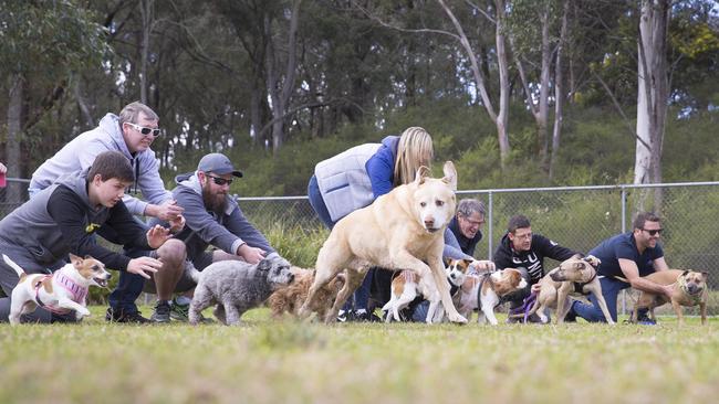 The casual race day was not limited to pugs ... other dog breeds were invited to take part.