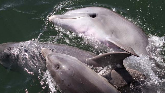 Port River dolphins Marianna, Star and Bubbles in happier times. Picture: Marianna Boorman