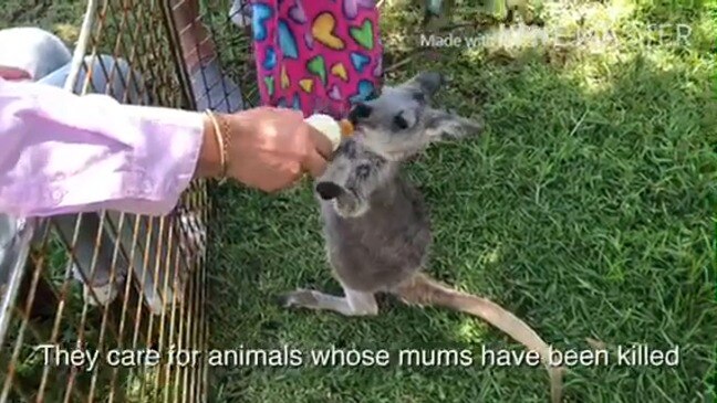 Wildlife carers Australia Day