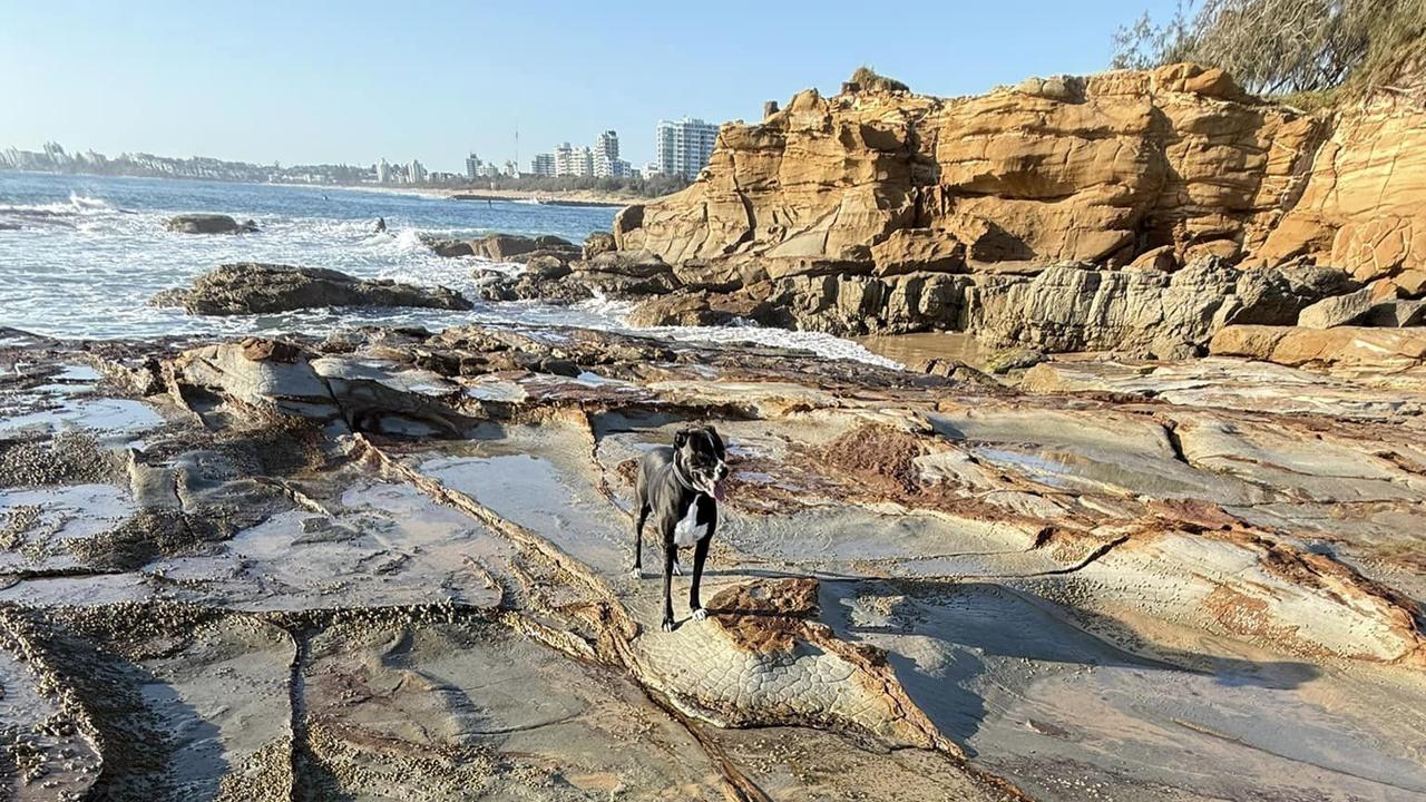 The North Shore Dog Beach at Mudjimba is among the few off leash dog beaches on the Sunshine Coast.