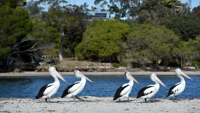 Buchan is a stone’s throw from the natural wonders of the Gippsland Lakes. Picture: Jay Town