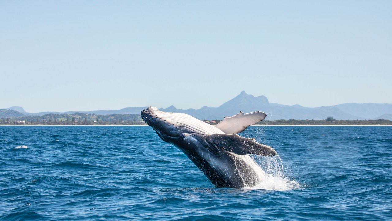 Whale watching season is well underway. Picture: iStock