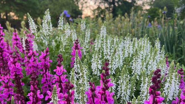 Perennial Salvia in bloom.