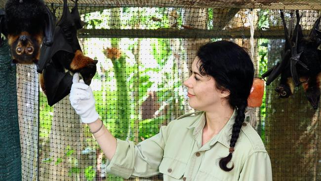 BatReach Kuranda volunteer Ros Peric cares for Spectacled Flying Foxes a few times a week between her other work. Picture: Brendan Radke.