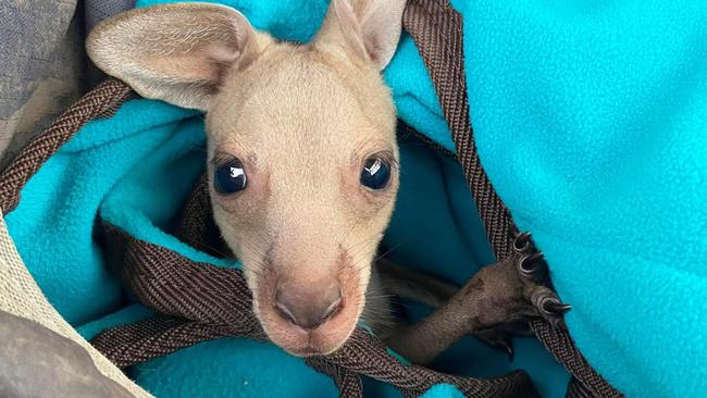 The baby joey is recovering from its ordeal, thanks to Panda the blue heeler. Images supplied by Jax Brown