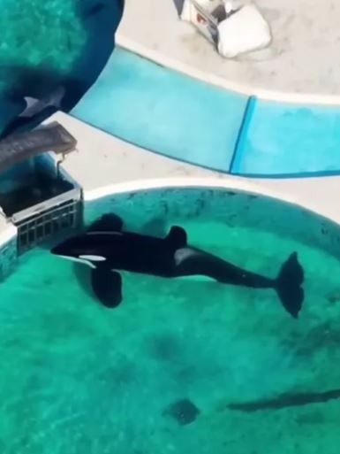 Tragic footage shows the orca lying motionless in the tank for 24 hours. Picture: SWNS