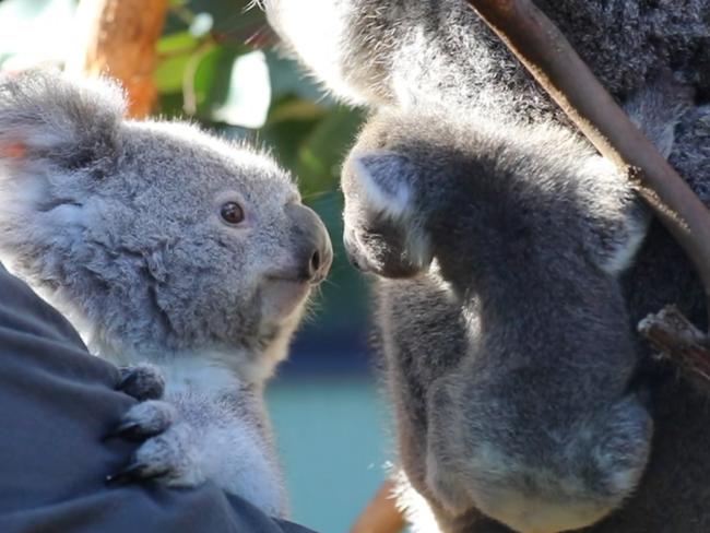 Anna is the second joey born this breeding season. Picture: The Australian Reptile Park