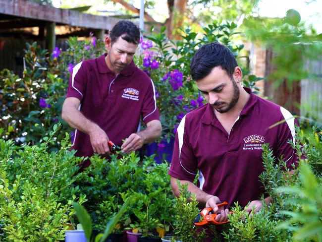 Raygal employees Adam Scales and Charlie Galea working in the nursery. Picture: Angelo Velardo