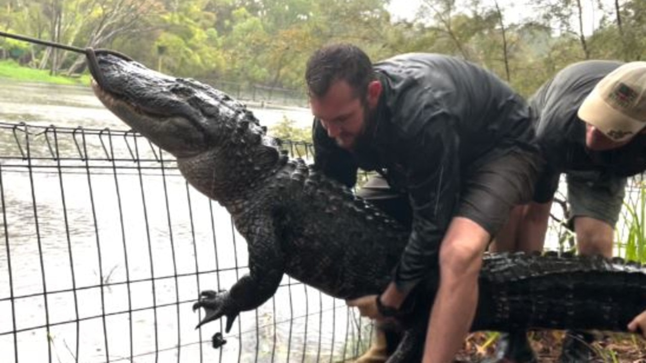 Keepers foiled the alligator’s escape bid during torrential rain at the Australian Reptile Park on the NSW Central Coast. Picture: Australian Reptile Park