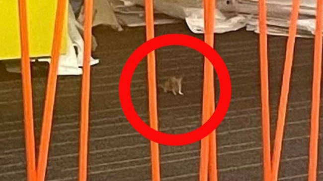 A photo of a rat at a major hospital has caused a stir, with claims cost cutting of cleaners has led to the rodent’s visit. Picture: X.