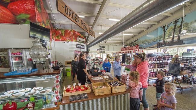 Future Victoria. The Big Strawberry is a family-run strawberry business with a cafe, strawberry picking extra. Picture: Rob Leeson.