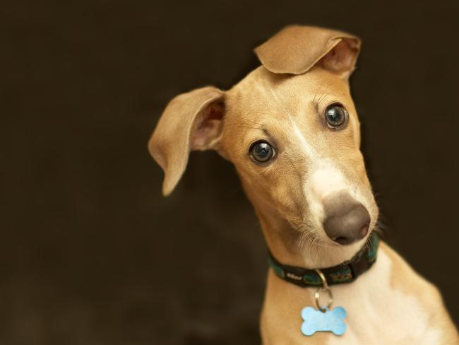 This is a shot of Milo, our italian greyhound, on a black background. ISTOCK photo